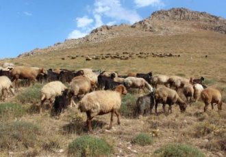 زنگ خطر خشکسالی بیخ گوش دامداران کرمانشاهی