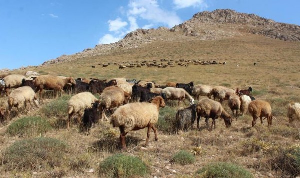 زنگ خطر خشکسالی بیخ گوش دامداران کرمانشاهی