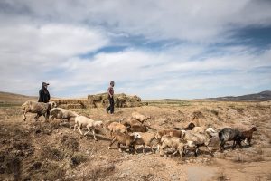 از کمبود کاه و کلش تا دست درازی دلالان علوفه/ توزیع بسیار ناچیز علوفه توسط دولت