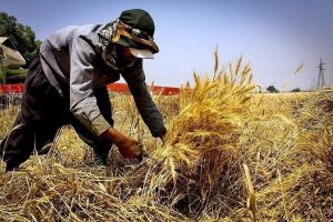 واردات گندم پاشنه آشیل بخش کشاورزی است