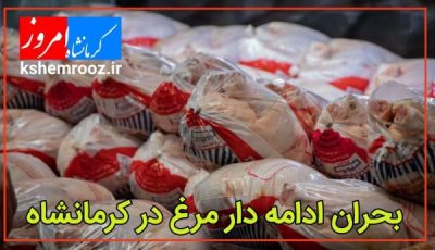 بحران ادامه دار مرغ در کرمانشاه