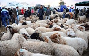 تدارک یازده جایگاه عرضه دام زنده در کرمانشاه