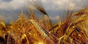 افزایش چندین برابری قیمت خرید تضمینی گندم در چهار سال